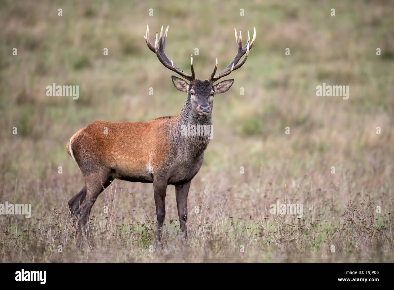 Red Deer stag debout et regarder sur un pré avec de l'herbe sèche à l'automne Banque D'Images