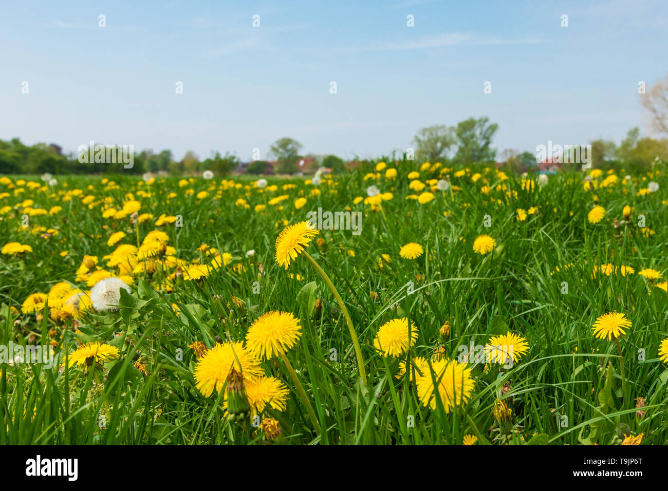 Prairie en zone rurale, plein de pissenlits en fleurs Banque D'Images
