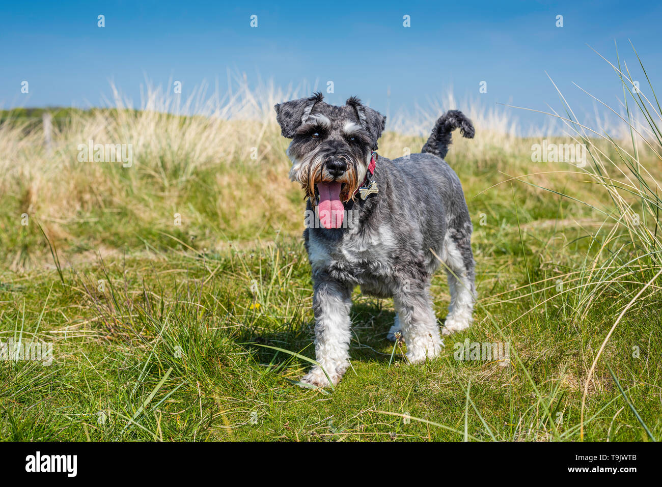 Chien Schnauzer nain Banque D'Images