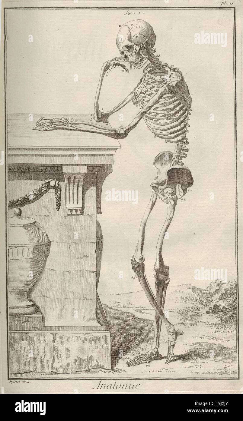 L'anatomie. De par l'Encyclopédie Denis Diderot et Jean Le Rond d'Alembert. Musée : collection privée. Auteur : anonyme. Banque D'Images