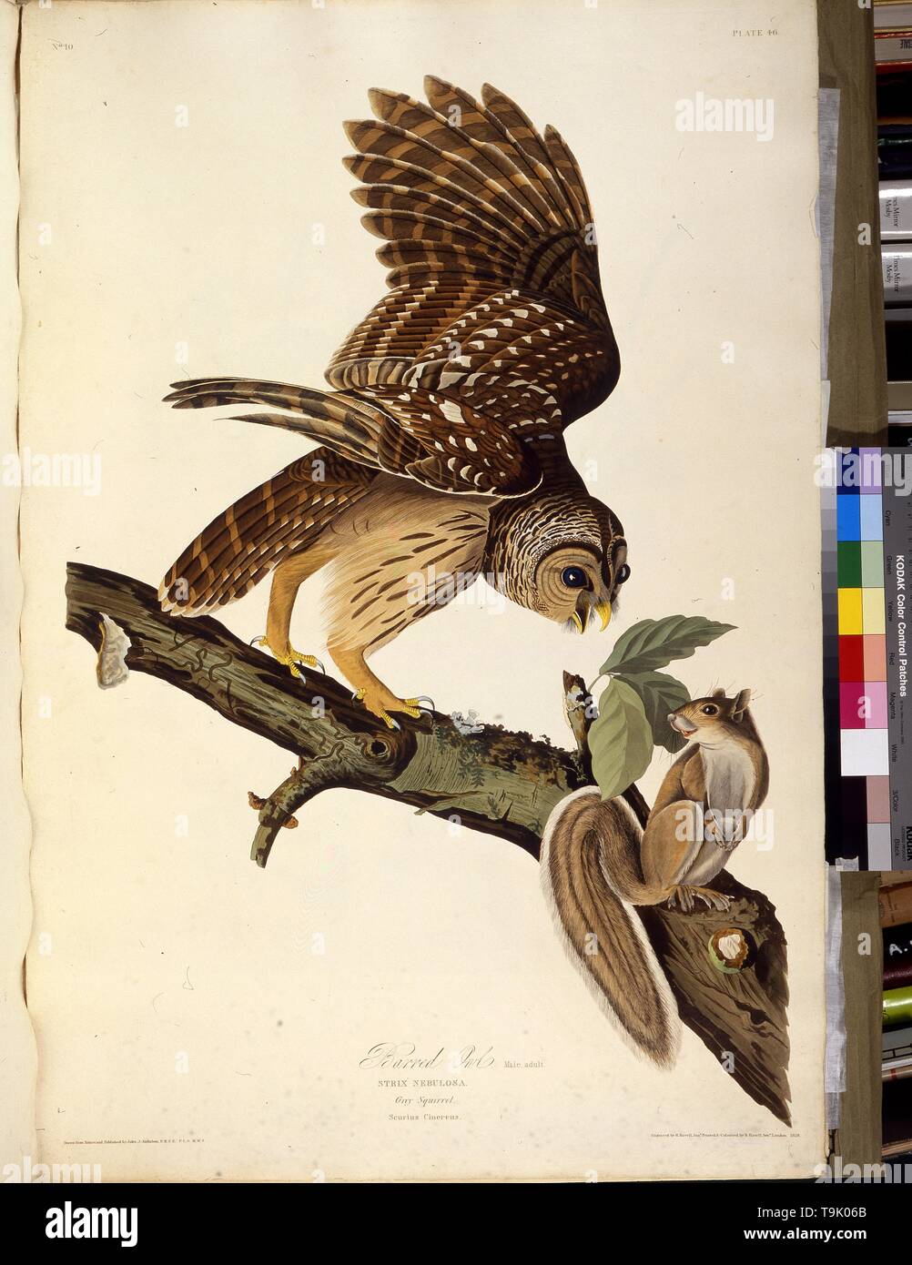 La Chouette rayée. À partir de 'Les oiseaux d'Amérique". Musée : collection privée. Auteur : John James Audubon. Banque D'Images