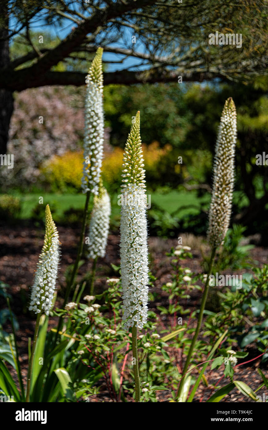 Eremurus Himalaicus, sétaire verte de l'Himalaya, lily Asphodelaceae. White bottlebrush fleurs. Banque D'Images