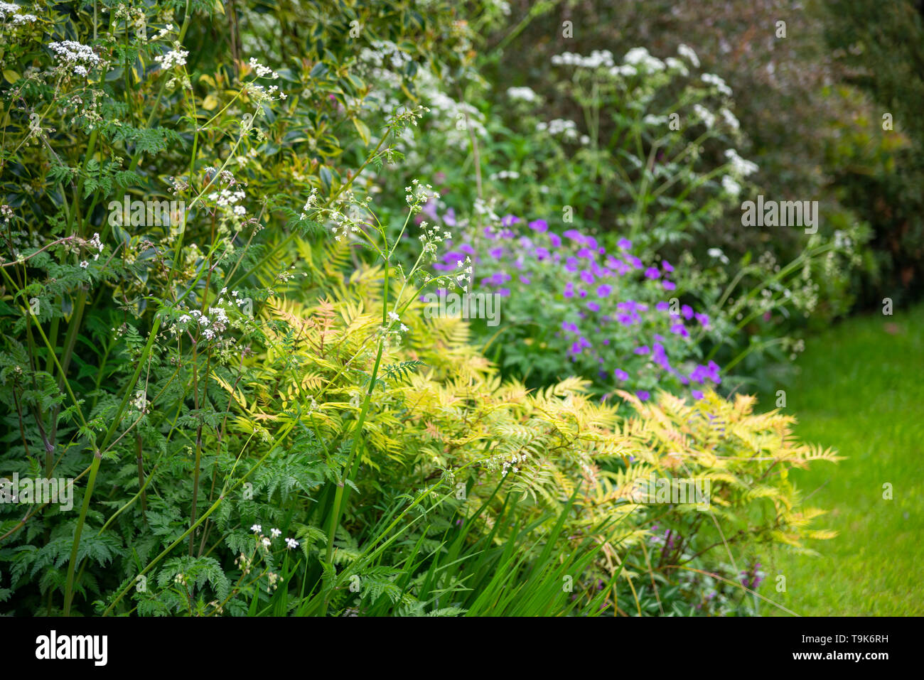 English Chalet jardin à la mi-mai. Une abondance de la plantation d'arbustes et des vivaces. Banque D'Images