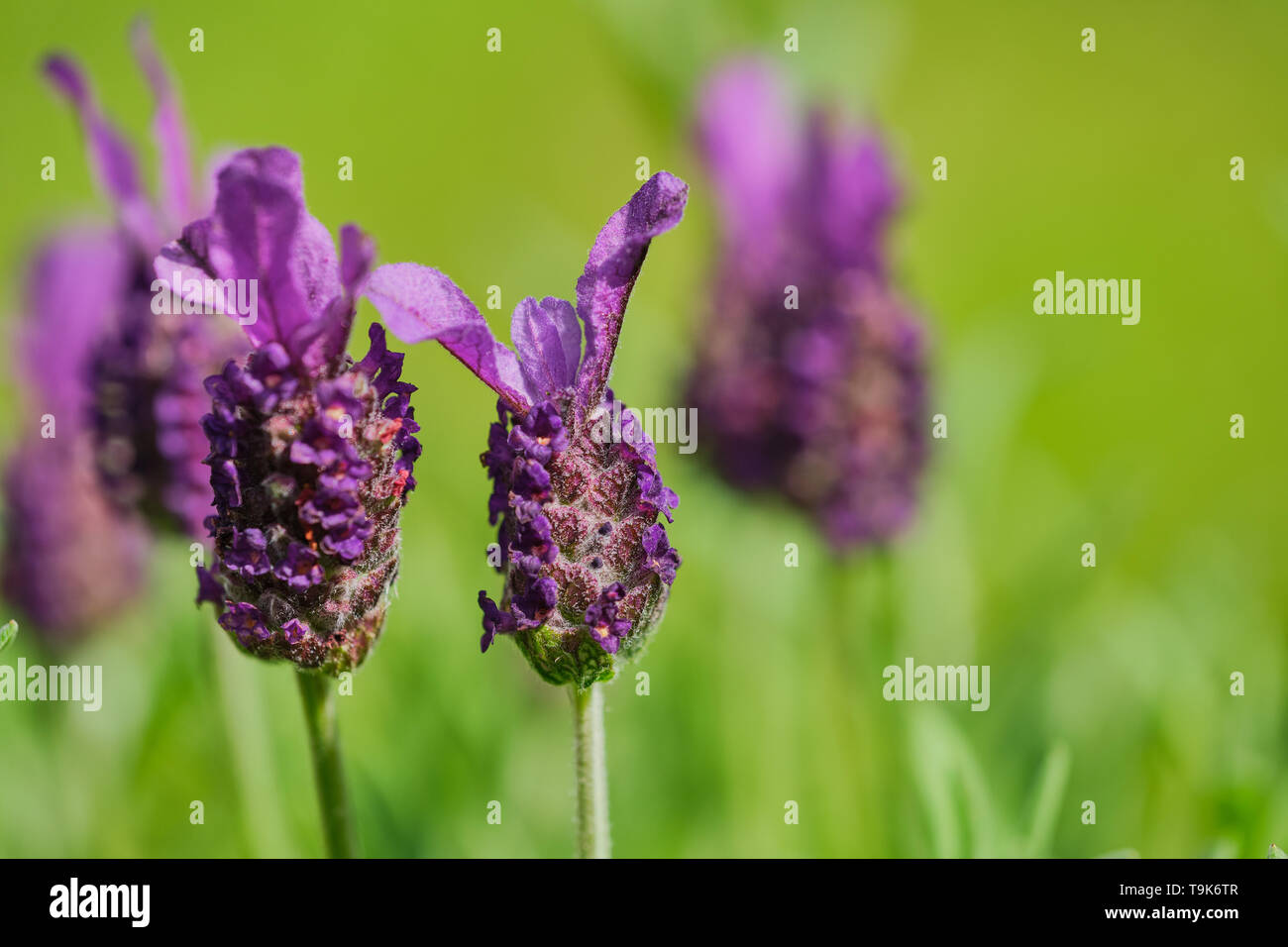 Couleur macro photo de Lavandula stoechas contre fond vert Banque D'Images