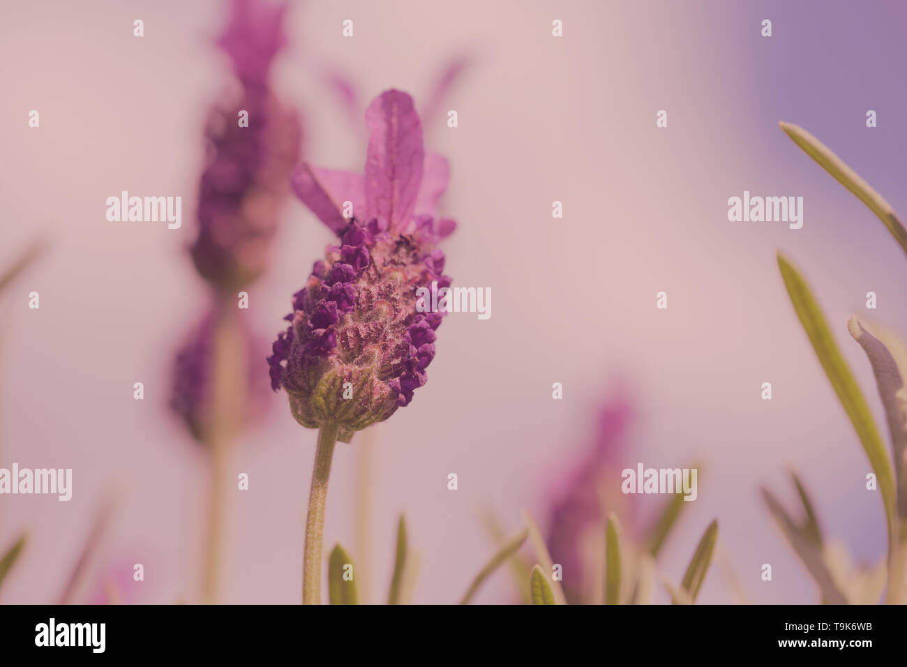 Couleur macro photo de Lavandula stoechas dans un style doux rêveur Banque D'Images