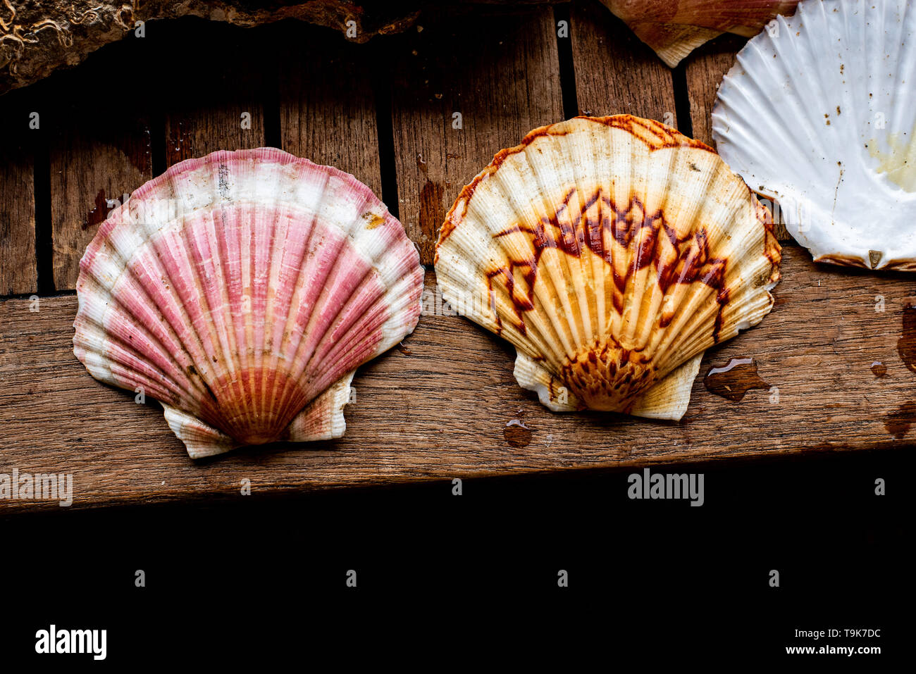 Coquilles St Jacques colorés Banque D'Images