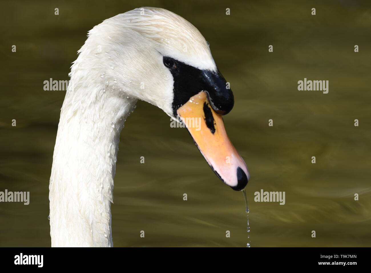 Portrait de cygne muet Banque D'Images