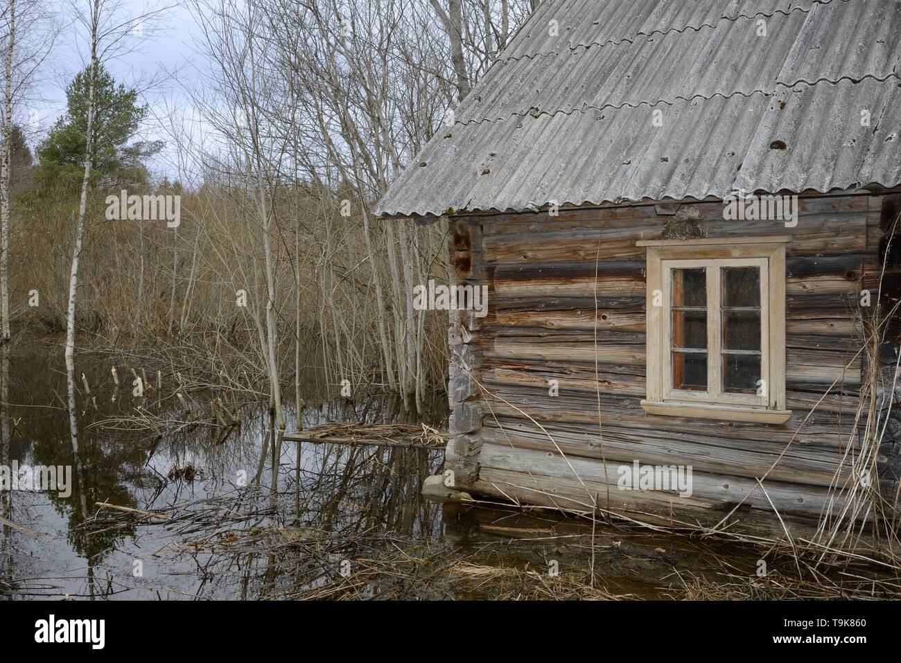 Abandonnés, abandonnés à woodland cottage inondés par le castor d'Eurasie (Castor fiber) l'endiguement d'une rivière à proximité, avec plusieurs arbres a récemment réduit par eux Banque D'Images