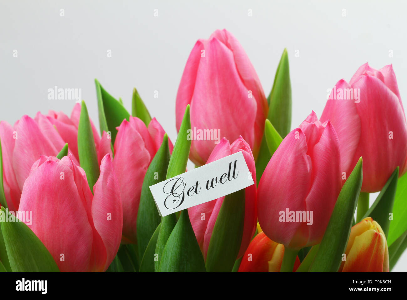 Carte de prompt avec des tulipes roses sur fond blanc Banque D'Images