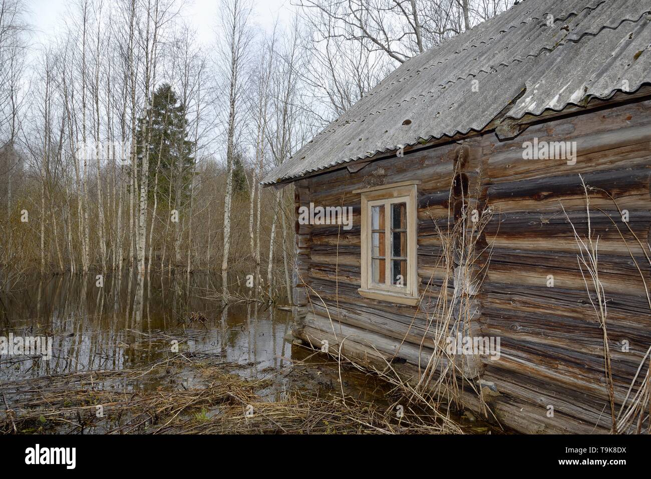 Abandonnés, abandonnés à woodland cottage inondés par le castor d'Eurasie (Castor fiber) l'endiguement d'une rivière à proximité, avec plusieurs arbres a récemment réduit par eux Banque D'Images