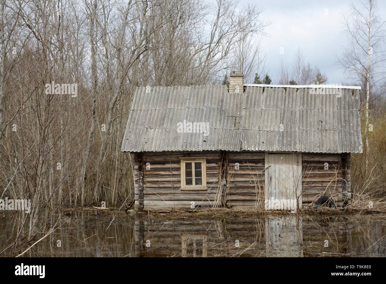 Abandonnés, abandonnés à woodland cottage inondés par le castor d'Eurasie (Castor fiber) l'endiguement d'une rivière à proximité, près de l'Iisaku, comté d'Ida-Viru, l'Estonie, l'Apri Banque D'Images