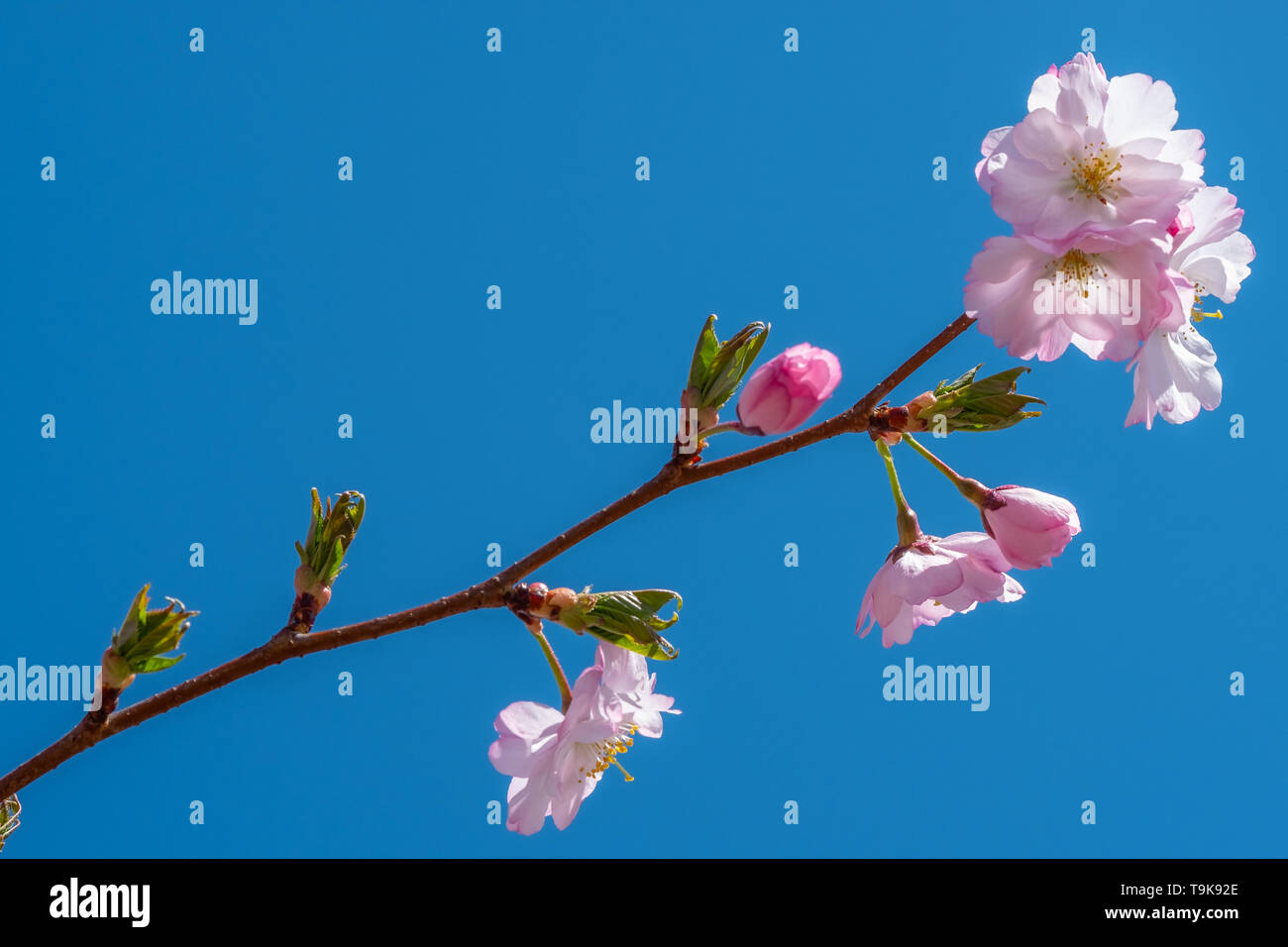 Fleur de cerisier rose au printemps avec ciel bleu Banque D'Images
