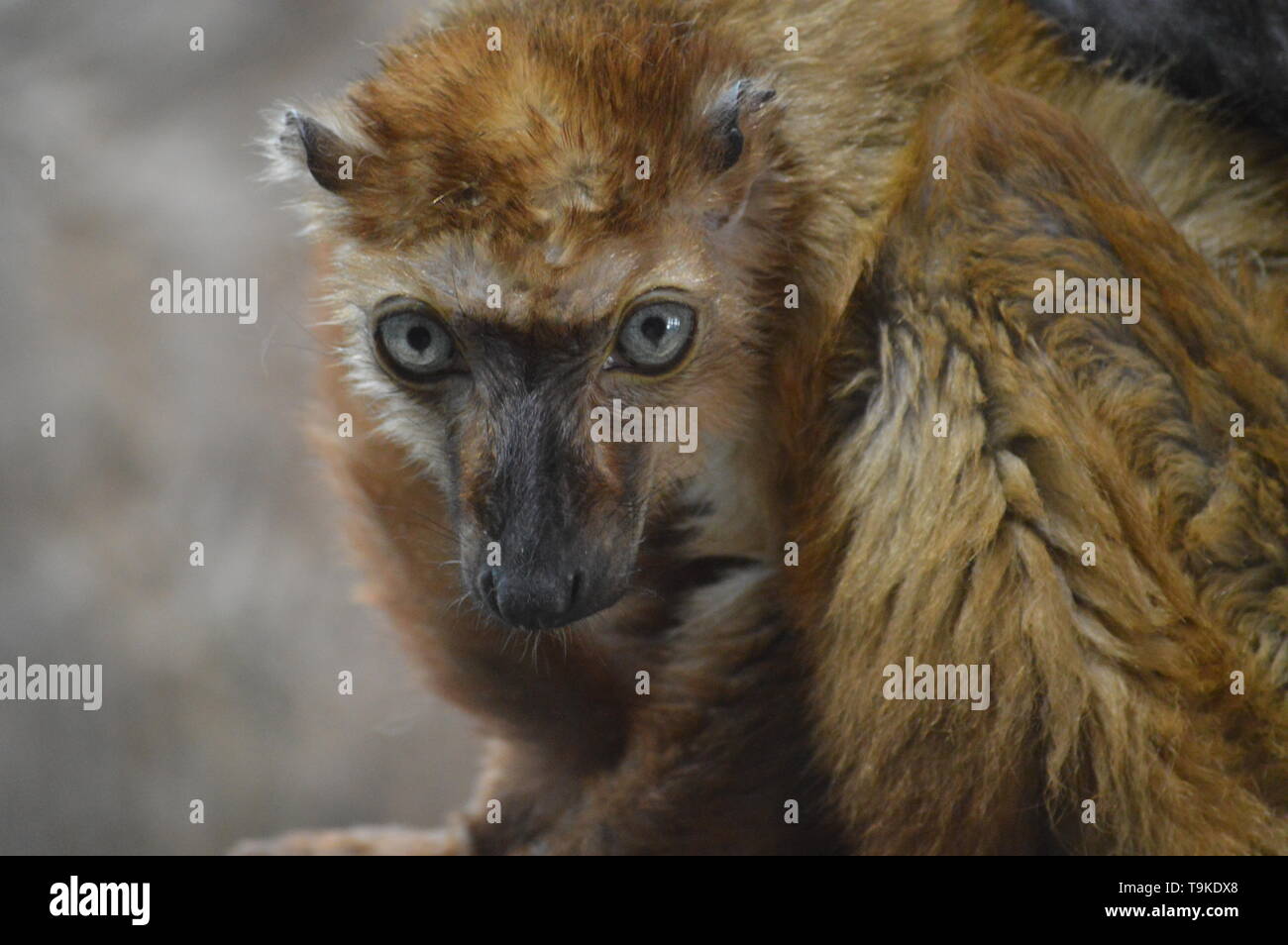 Lémurien aux yeux bleus sur une branche Banque D'Images
