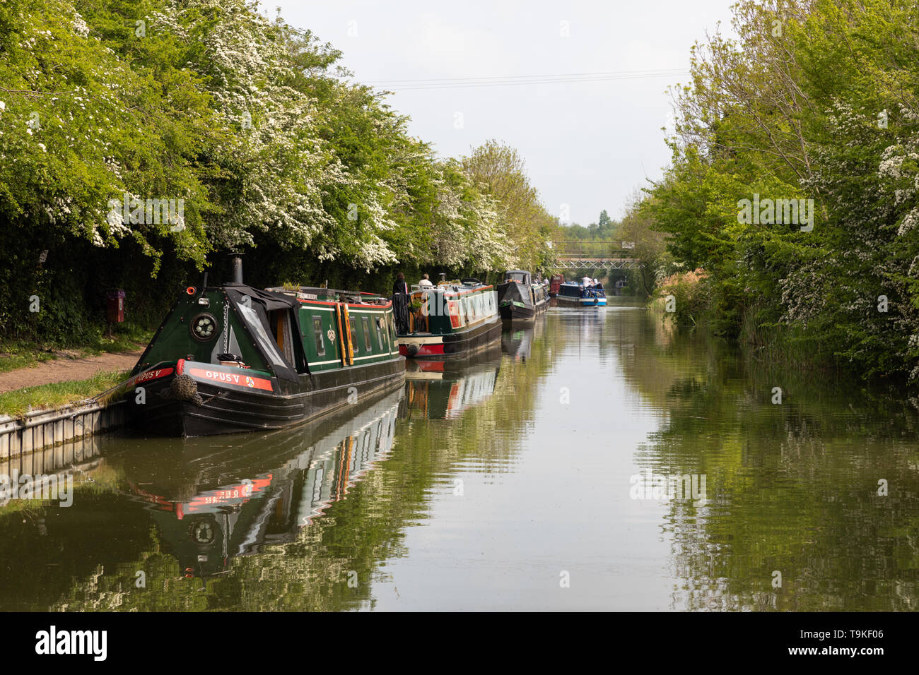 Narrowboats amarré à la rive du Canal Grand Union en vue de l'Crick Boat Show, présenté comme le plus grand de la Grande-Bretagne d'eau intérieurs festival. Banque D'Images