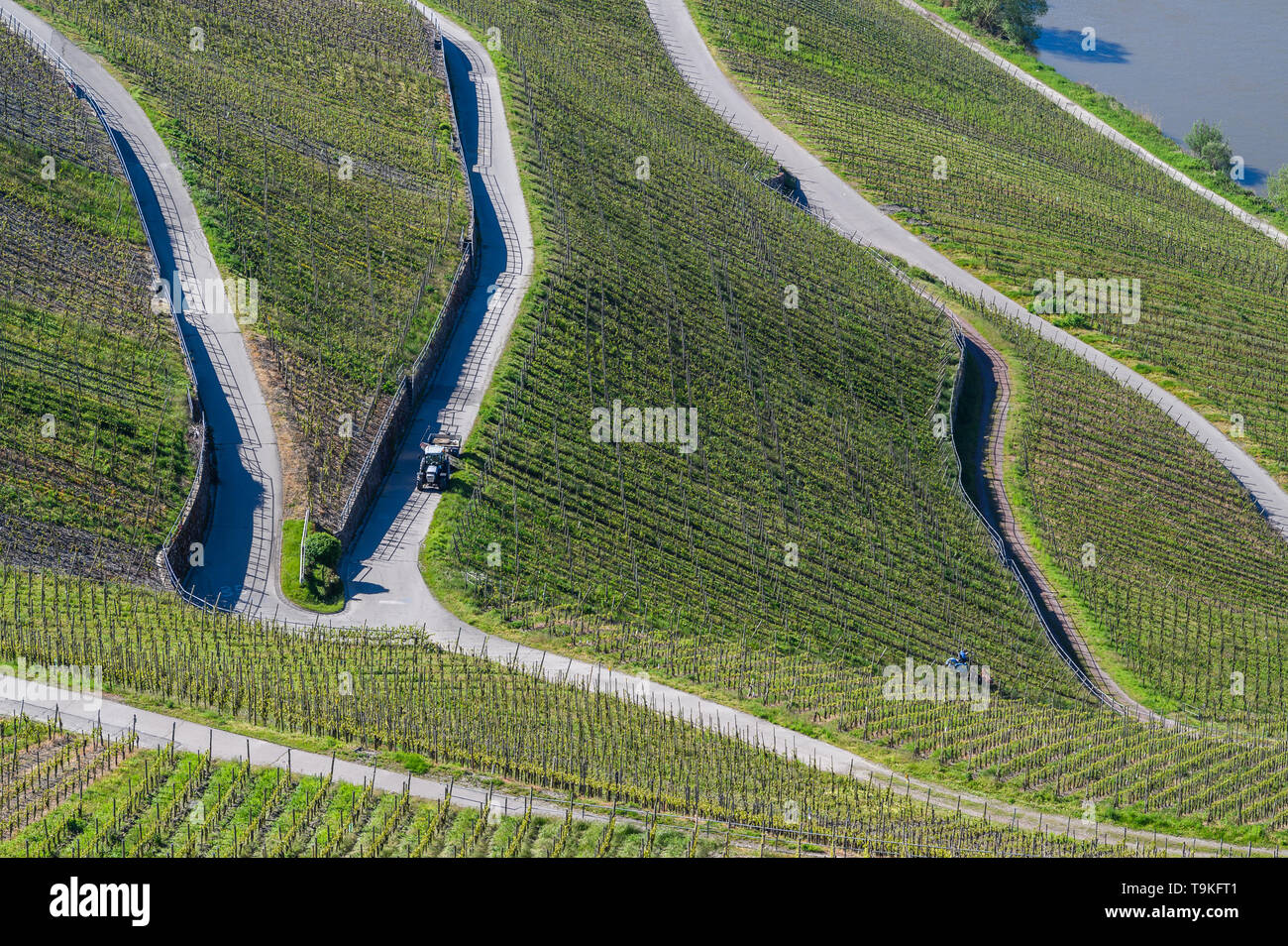 Piesporter Goldtröpfchen (vignoble), Vallée de la Moselle, Allemagne Banque D'Images