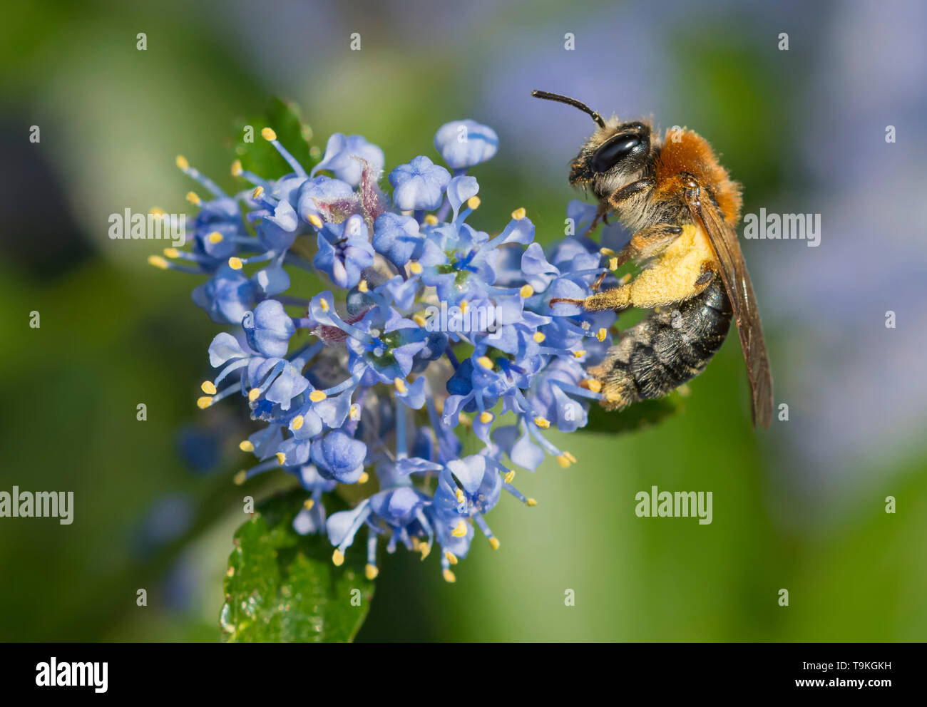 Andrena haemorrhoa (début de l'exploitation minière, de l'abeille à queue Orange mining bee) la collecte du pollen de lilas californien (Ceanothus) au printemps (mai), West Sussex, UK Banque D'Images