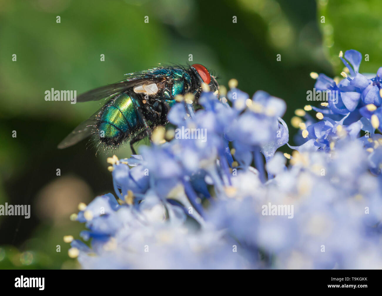 Macro Gros plan d'une bouteille verte voler (Lucilia sericata, Greenbottle fly) sur un lilas californien (Ceanothus) au printemps (mai), West Sussex, UK. Banque D'Images