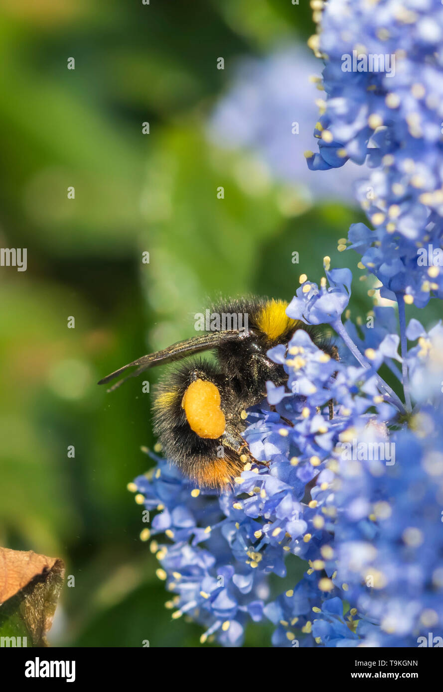 Bombus pratorum travailleur (Début Bumblebee) la collecte du pollen d'un lilas californien (Ceanothus) au printemps (mai) dans le West Sussex, Royaume-Uni. Abeille. Banque D'Images