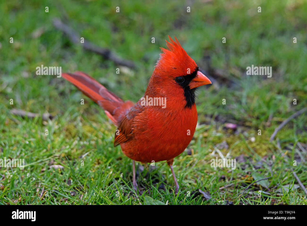 Le cardinal mâle rouge vif à l'ombre des grands arbres. Banque D'Images