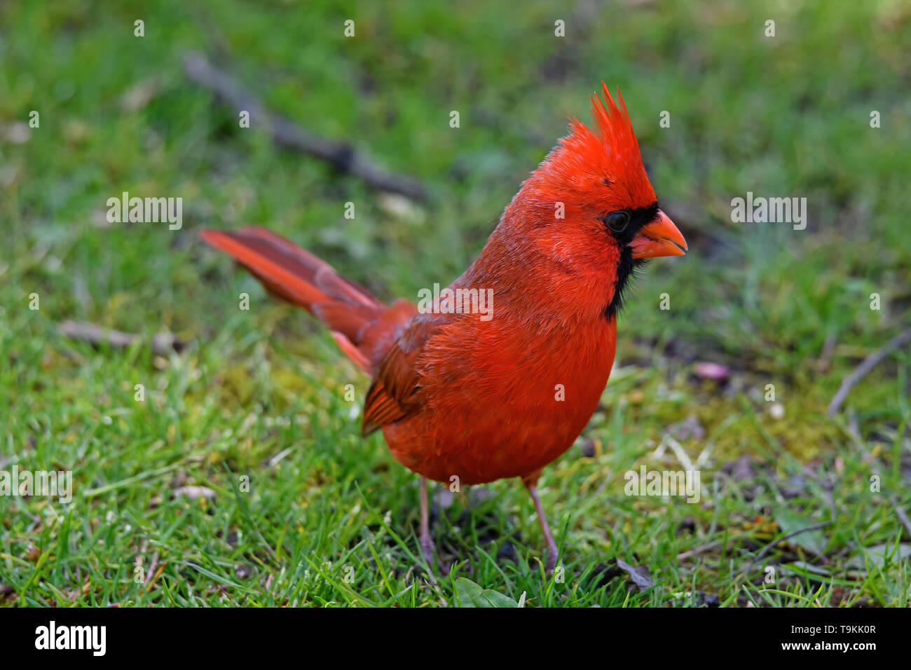 Le cardinal mâle rouge vif à l'ombre des grands arbres. Banque D'Images