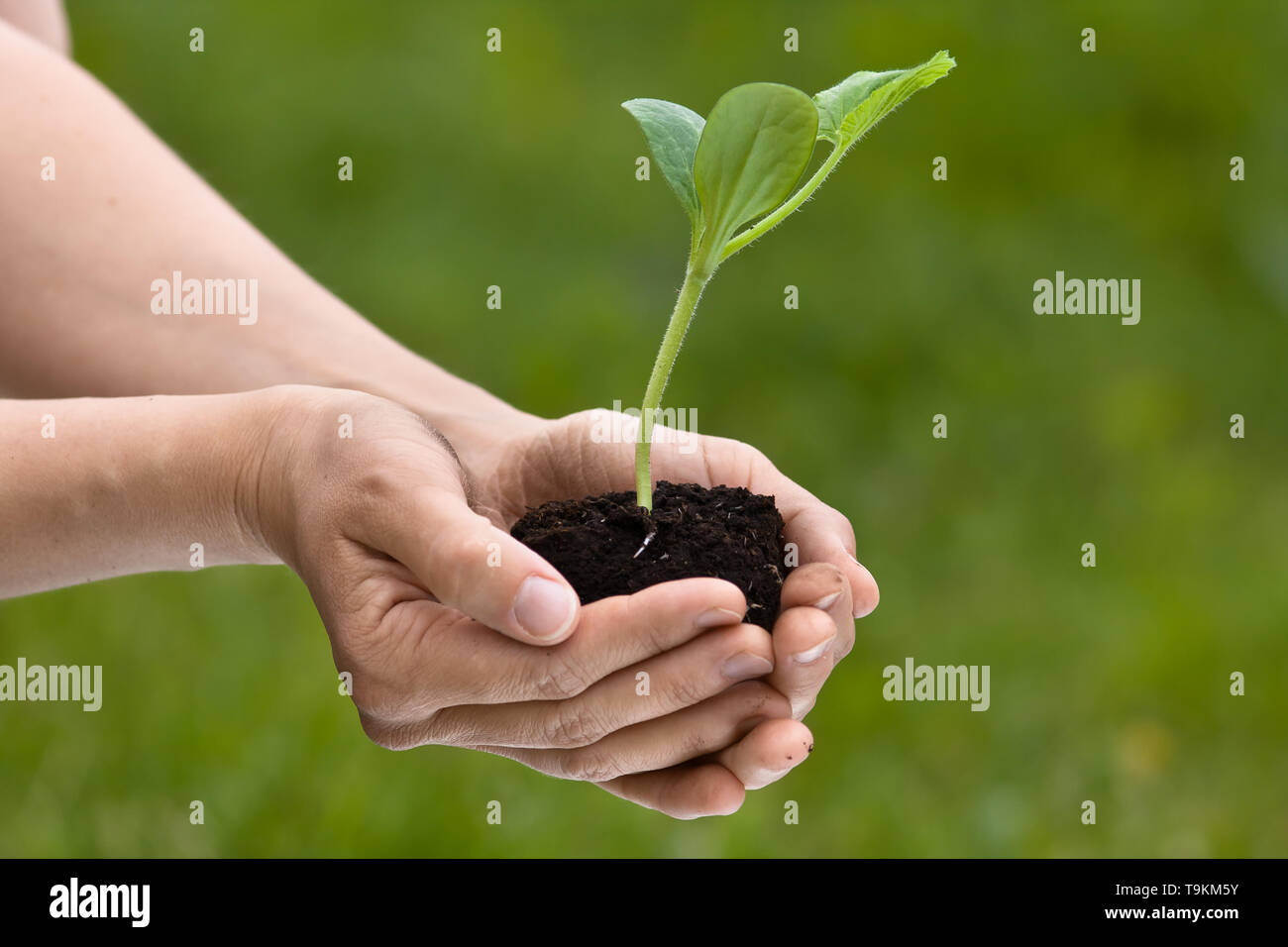 Hands holding seedling de moelle sur arrière-plan flou Banque D'Images