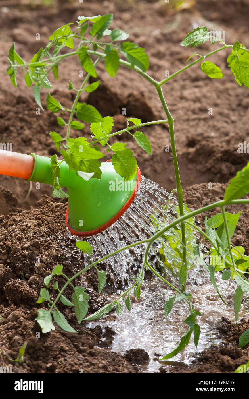Arroser les tomates dans le jardin, gros plan Banque D'Images