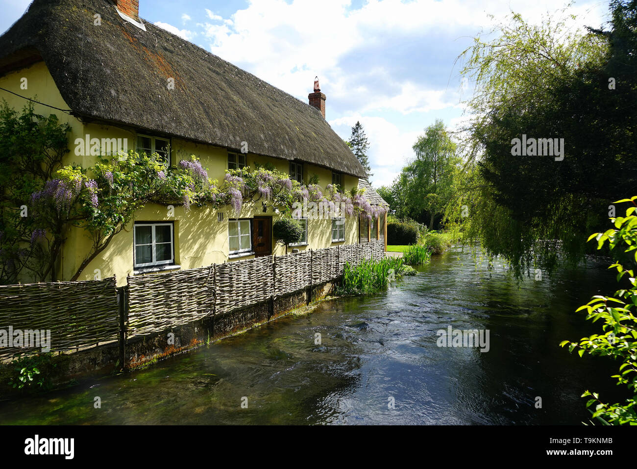 Clad Wisteria cottage à côté de la rivière Test à Wherwell Banque D'Images