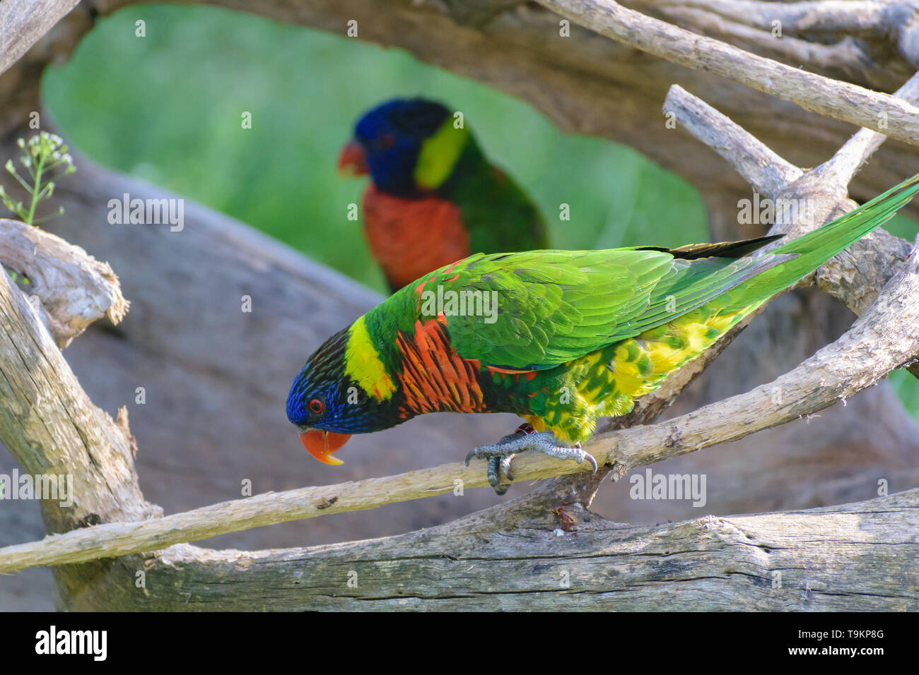 Lory arc-en-ciel (Trichoglossus haematodus) parrot Banque D'Images