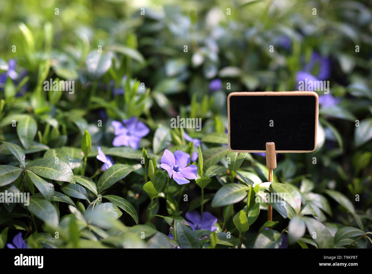 Un lit dans le jardin, un magnifique lit délicate plante, décoration de jardin. Plaque avec place pour le texte Banque D'Images
