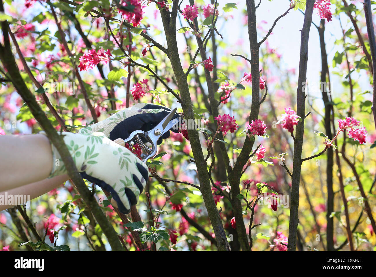 Printemps dans le jardin, l'élagage des buissons. Soins des plantes. Banque D'Images
