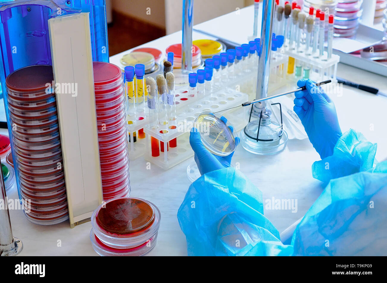 Boite De Petri Laboratoire De Microbiologie Moule Et Cultures Fongiques La Recherche Bacterienne Photo Stock Alamy Boite De Petri Laboratoire De Microbiologie Moule Et Cultures Fongiques La Recherche Bacterienne Photo Stock Alamy