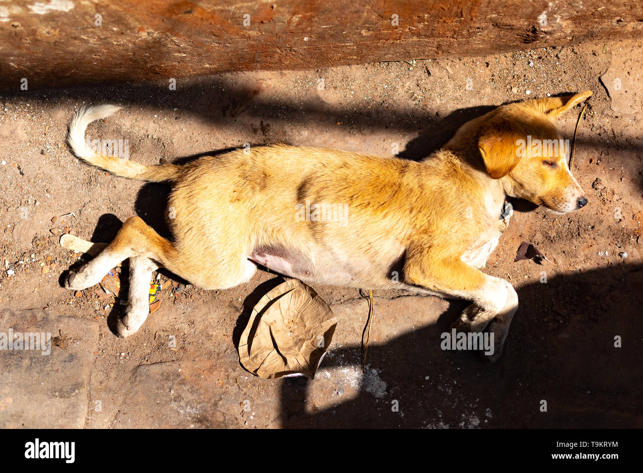 Les malades et les pauvres sans-abri errant ou vagabonds chien dormir sur marbre, Varanasi, Inde Banque D'Images