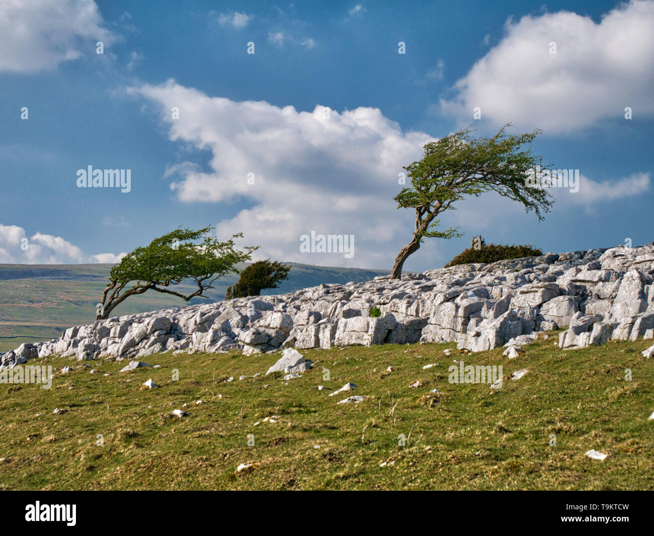 Arbres de vent sur Twistleton fin cicatrice, près de Ingleton dans les vallées du Yorkshire, UK Banque D'Images