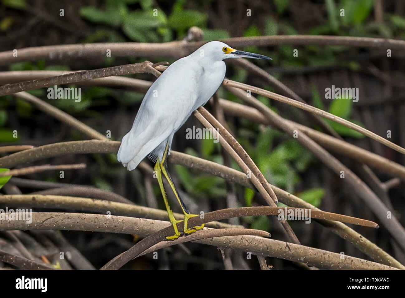 Aigrette neigeuse Egretta thula, Caroni, Swamp Wildlife Reserve, Trinité-et-Tobago Banque D'Images