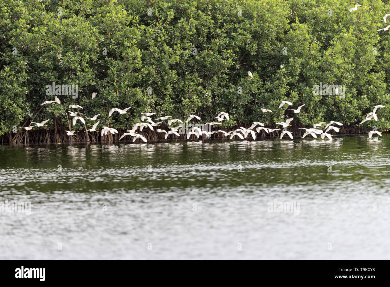 L'Aigrette neigeuse Egretta thula, Caroni, Swamp Wildlife Reserve, Trinité-et-Tobago Banque D'Images