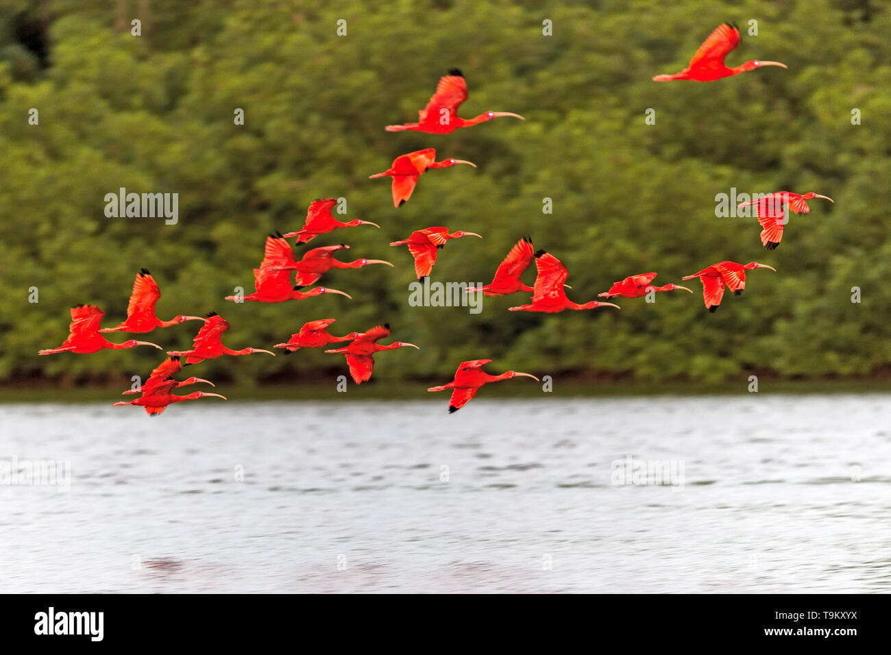 Ibis rouge, Eudocimus ruber, Caroni Swamp Wildlife Reserve, Trinité-et-Tobago Banque D'Images