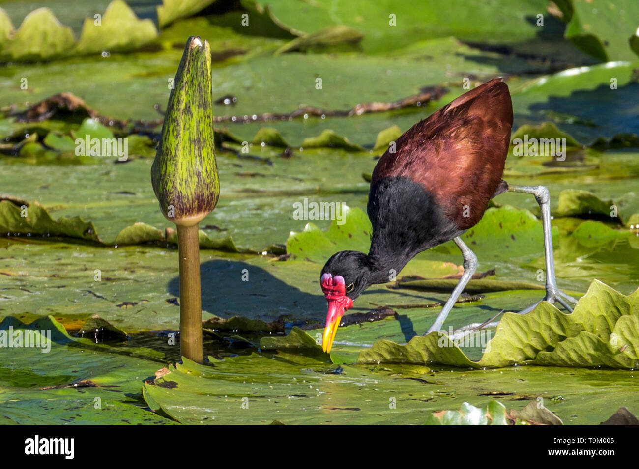 Jacana jacana Jacana, caronculée, échassier, Nariva Swamp, Tobago, Trinité-et-Tobago sur l'étang lilies Banque D'Images