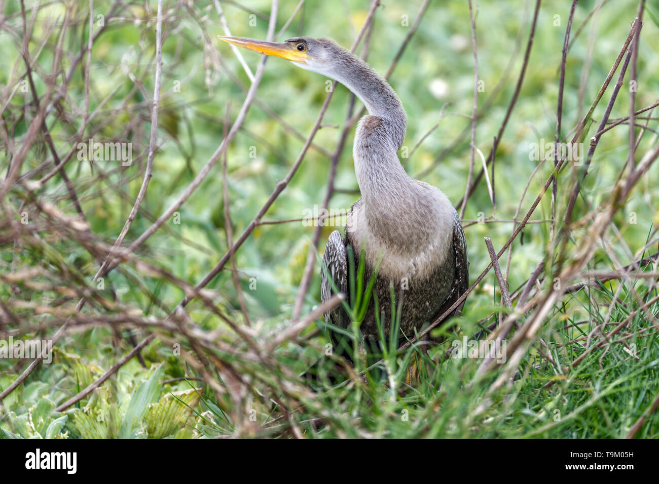 , Anhinga Anhinga anhinga, aka snakebird, vert, vert, la Turquie de l'eau américain, Tobago, Trinité-et-Tobago. Par étang. Banque D'Images