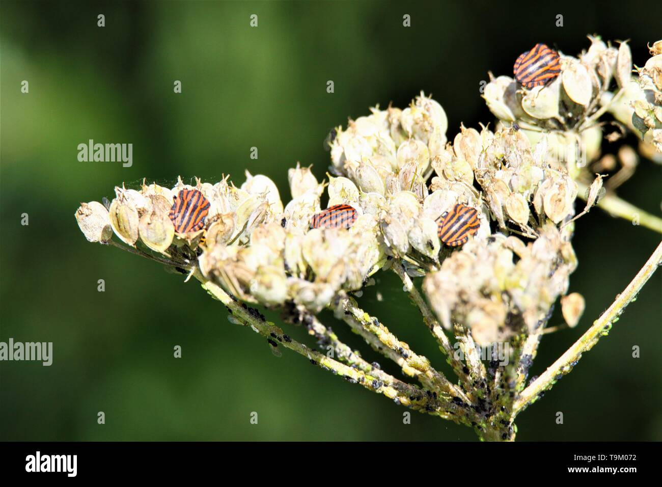 Close up of isolated rayé rouge et noir bouclier minstrel bugs (Graphosoma lineatum) sur une fleur blanche en automne Banque D'Images