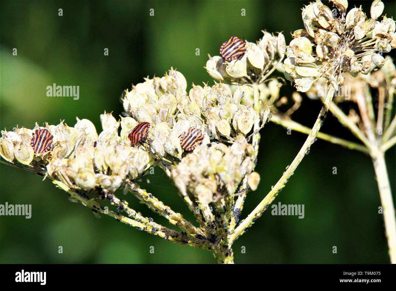 Close up of isolated rayé rouge et noir bouclier minstrel bugs (Graphosoma lineatum) sur une fleur blanche en automne Banque D'Images