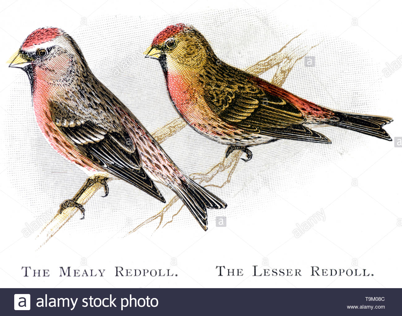Sizerin flammé (Carduelis flammea farineuse) et le Sizerin flammé (Carduelis cabaret), publié en 1898 illustration vintage Banque D'Images