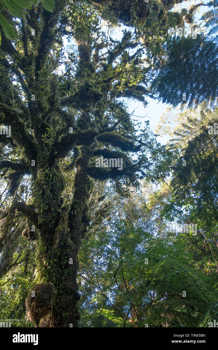 Marche Minnehaha est une courte (20 minutes) à pied du village de Fox Glacier à travers une forêt tropicale Banque D'Images