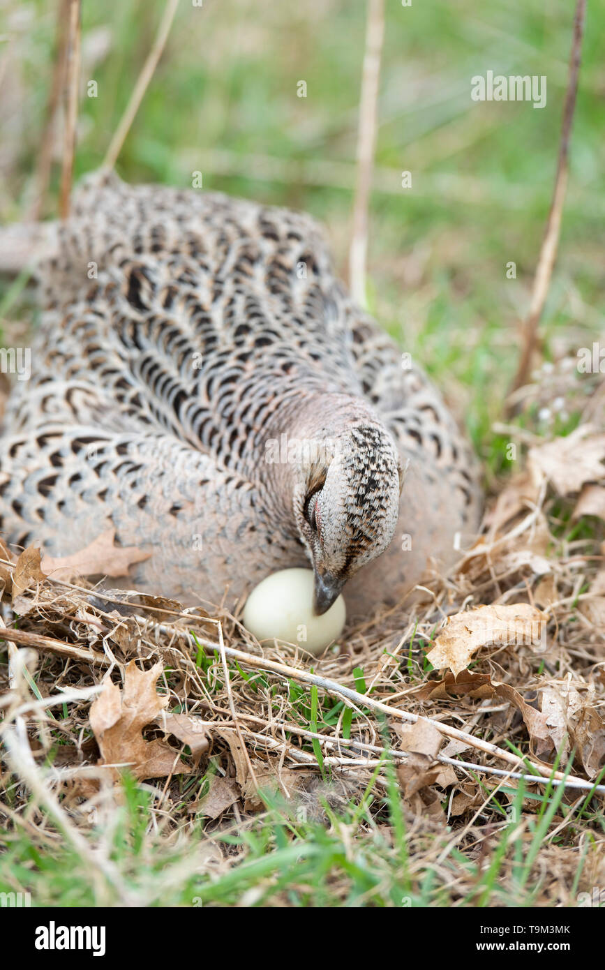 Une poule faisan à collier sur un nid d'oeufs dans le Dakota du Sud Banque D'Images