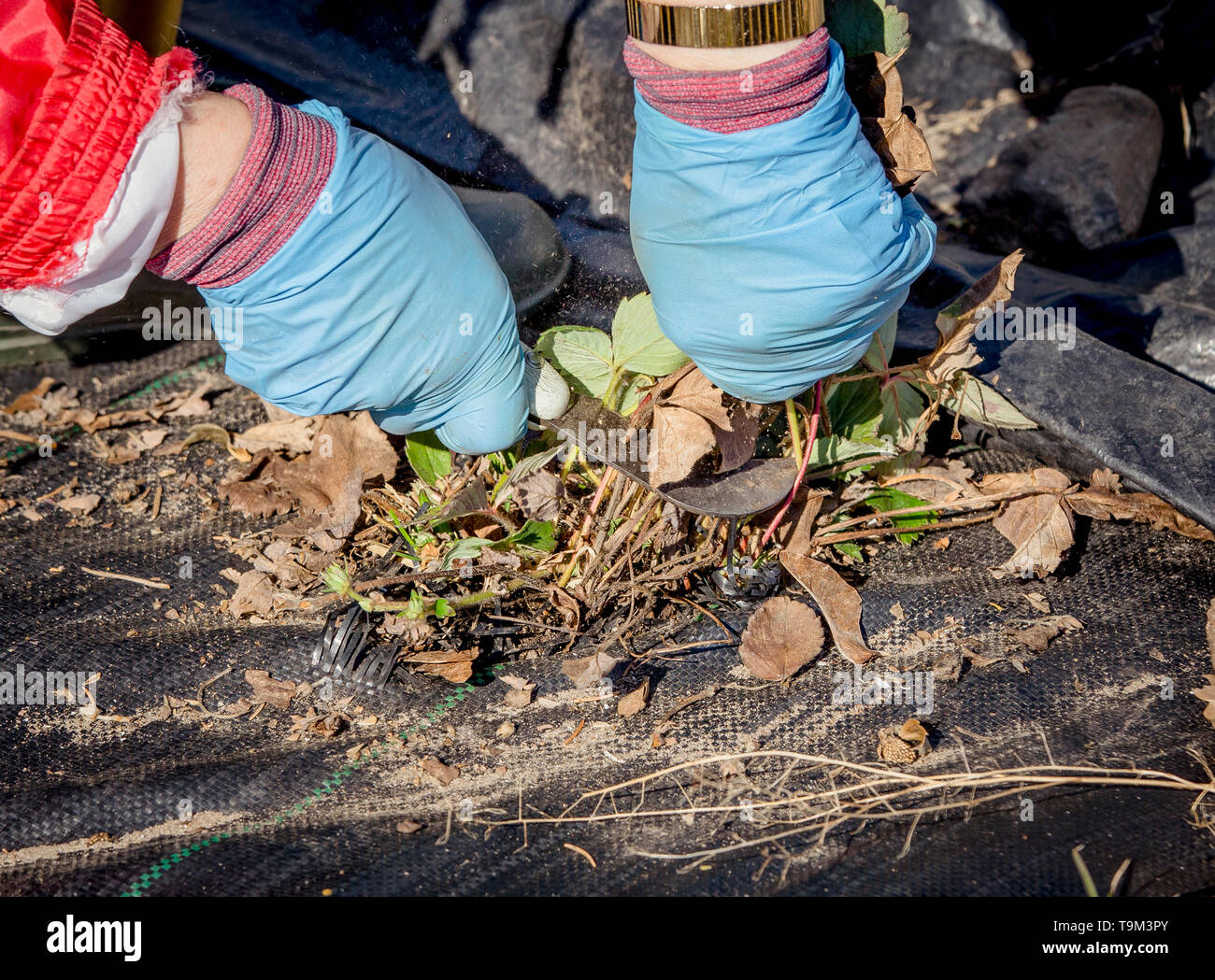 Vue rapprochée du jardinier coupant les vieilles feuilles de fraise d'hiver brunes et sèches pour faire de la place pour les nouvelles au printemps. Banque D'Images