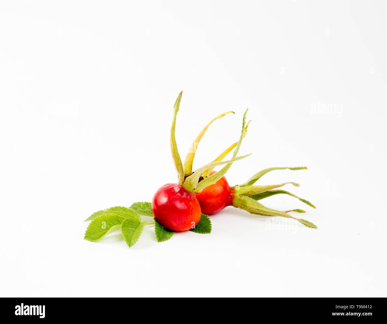 La rose de la hanche ou de l'églantier, appelé aussi rose haw et rose hep, est le fruit de l'accessoire plante rose berries isolé sur fond blanc. Banque D'Images