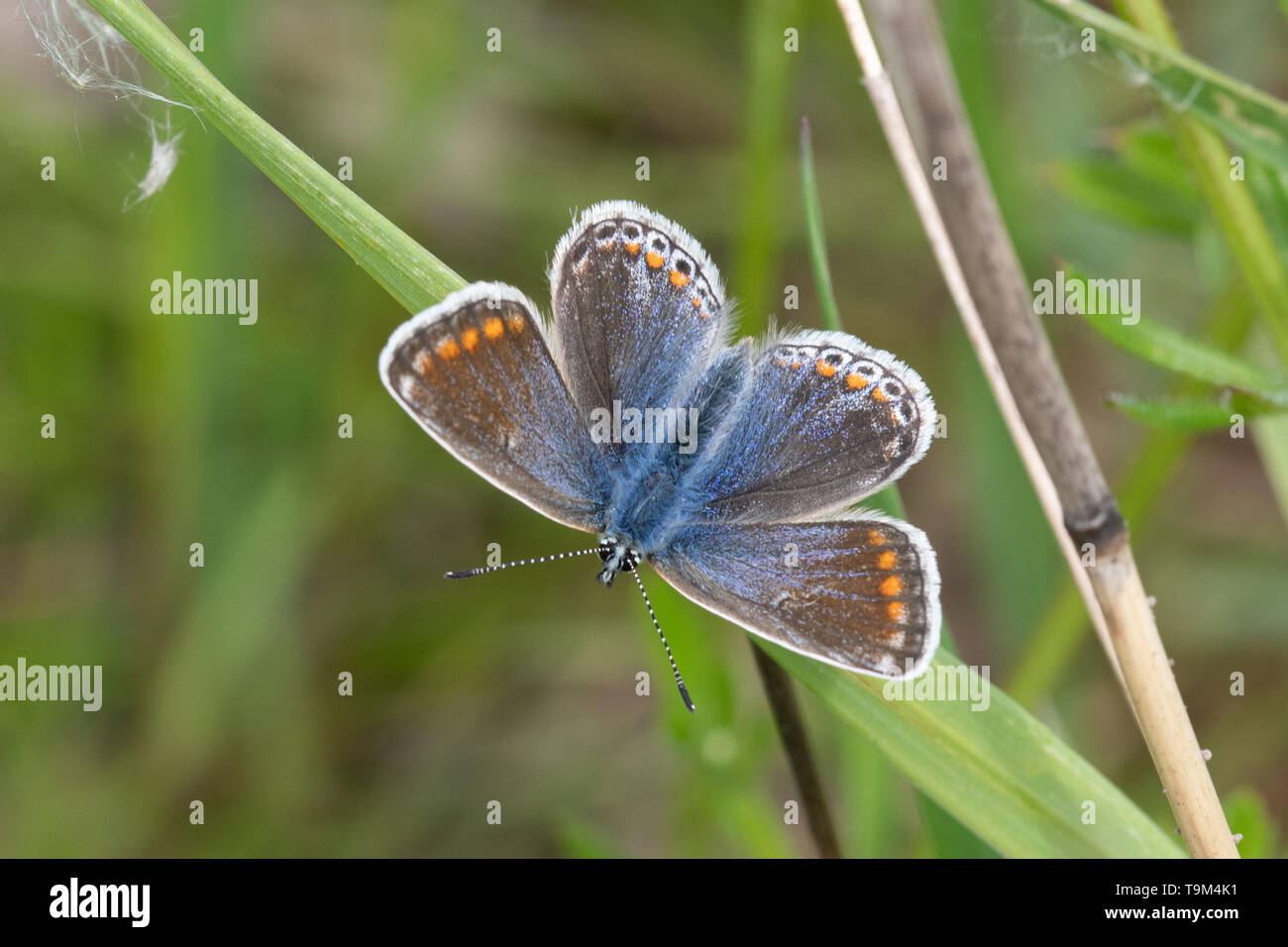 Femme papillon bleu (Polyommatus icarus) au soleil sur l'herbe, UK Banque D'Images