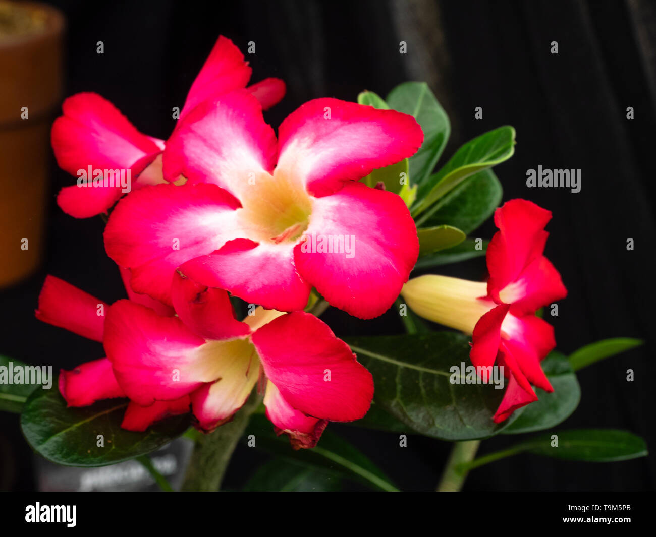 Adenium Obesum la rose du désert rouge velours - Kajuard Plantes