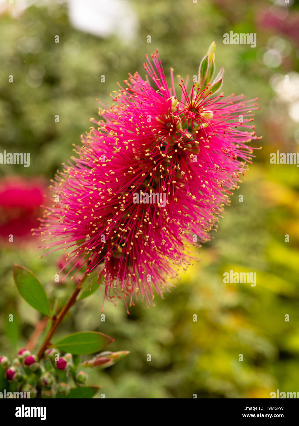 Rose massés étamines de la floraison du printemps vers l'Australian bottlebrush Callistemon salignus, Perth 'Pink' Banque D'Images