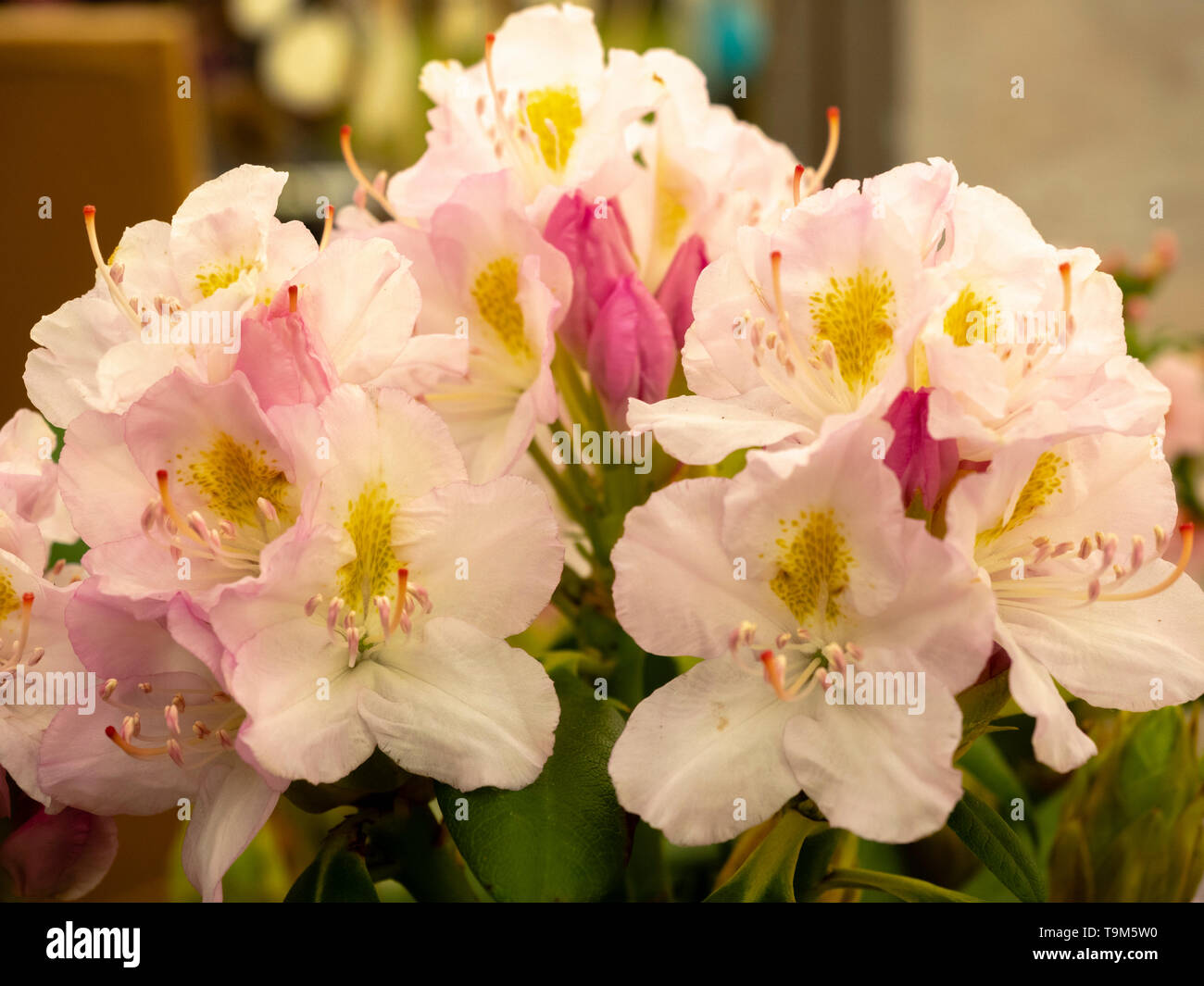 Grandes fleurs de la fin du printemps rouge rose fleurs blanches de la Catawba, Rhododendron catawbiense rhododendron variété 'Album' Banque D'Images