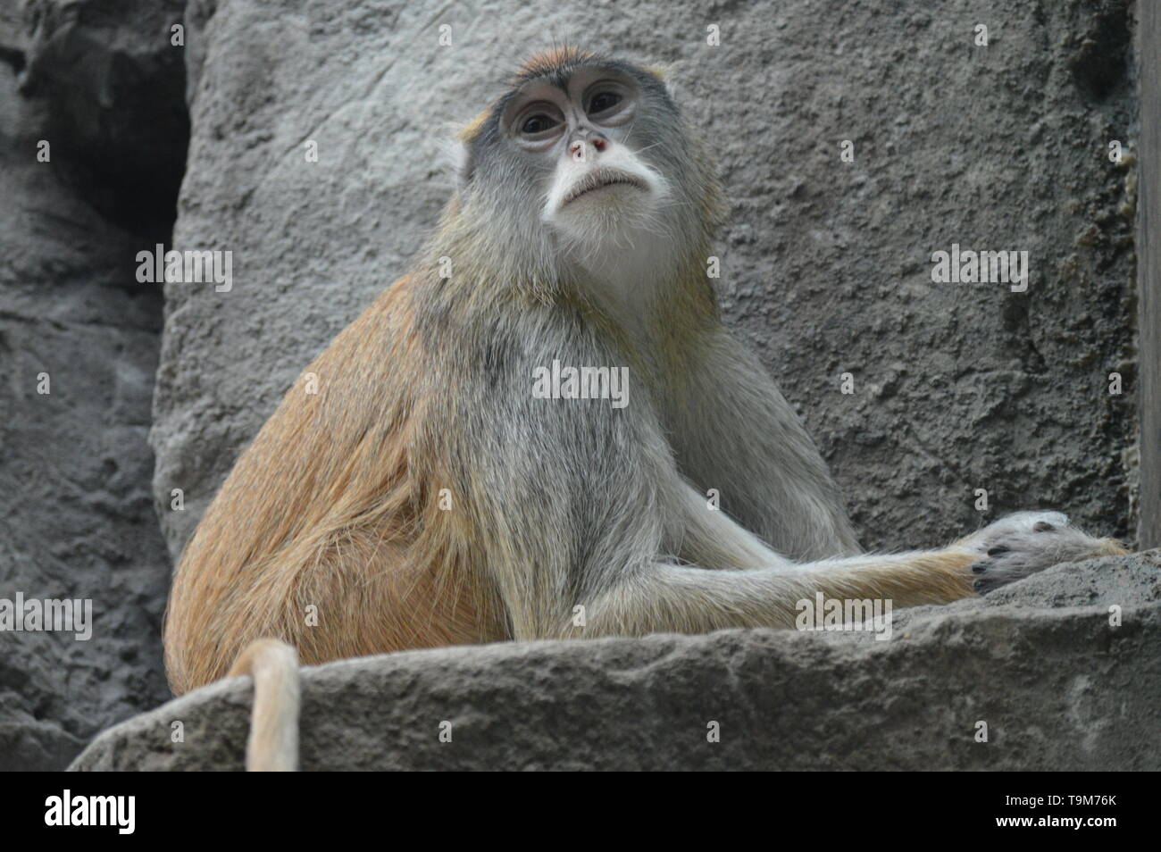 Patas Singe assis sur un rocher Banque D'Images